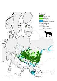 Carlos el chacal), is a native venezuelan convicted of terrorist crimes, and currently serving a life sentence in france for the 1975 murder of an informant for the french government and two french counterintelligence agents. Golden Jackal