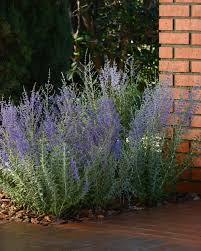 49 specimens planted in partially shaded locations tend to spread or flop, 9 although this behavior can be controlled somewhat by pinching young shoots or by providing a strong. Perovskia Russian Sage Blue Steel