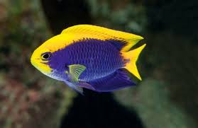 Chrysiptera Starcki Alchetron The Free Social Encyclopedia In 2020 Saltwater Fish Tanks Fish Salt Water Fish