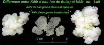 Questions X2f Reponses Sur Le Kefir De Fruits Apres Avoir Lu La Recette Et Decouvert Les Bienfaits Du Kefir De Fruits Vo Kefir De Fruit Kefir Kefir De Lait