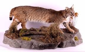 Earn 3% on eligible orders of montana state bobcats apparel. Montana Bobcat Full Body Mount
