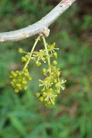 Image result for Tinospora fragosa