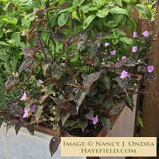 Image result for Tinnea galpinii