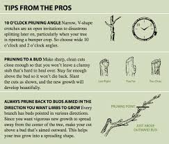 Plum and other stone fruit trees are generally pruned in the summer. Tips For Pruning Fruit Trees Growing With Stark Bro S Pruning Fruit Trees Tree Pruning Prune Fruit