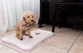 Huấn luyện chó Poodle đi vệ sinh