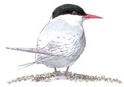 Arctic tern is found in the northern latitudes of europe and america vintage line drawing or engraving illustration. Arctic Tern Wikipedia
