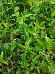 Image result for Justicia obtusicapsula