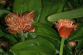 Image result for Scadoxus membranaceus