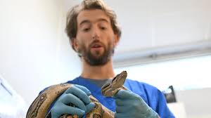Photo cette clinique accueille le boa retrouvé sous le capot près de Toulouse