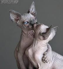murlyki sfinx cats sphynx cat i spinx cat
