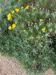 Image result for Euryops chrysanthemoides