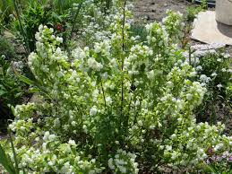 Philadelphus Manteau D Hermine Google Zoeken Jardins Stipa