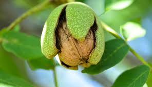 Walnut tree gifts is one of the uk's leading packers of superior quality dried fruit, nuts and chocolate. Summer Shadow And The Walnut Tree By Chef Ximena Saenz Inc International Nut And Dried Fruit Council