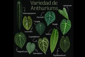 Image result for Araceae