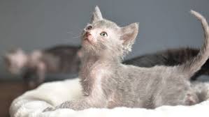 We did not find results for: Australia S First Litter Of Lykoi Or Wolf Cats Was Born In Tasmania Five Weeks Ago Photos The Advocate Burnie Tas