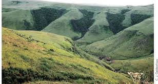 Image result for Trichoneura schlechteri