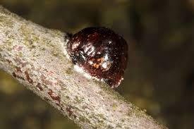 Image result for puklice švestková obrázek