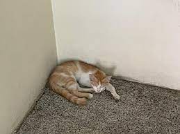 Kittens For Adoption Is Anyone Willing To Adopt One Of These Adorable Stray Babies We Try To Feed Them Almost Everyday But It S Getting Harder To Look After Them Cause Of The