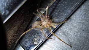This is not a brown recluse. Brown Recluse Spider Bites Common This Time Of Year