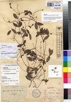 Image result for Sphenostylis briartii