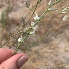 Image result for Sericorema remotiflora