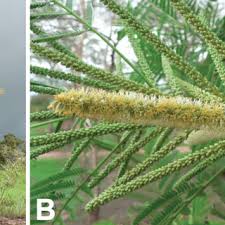 Image result for Entada abyssinica