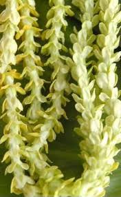 Image result for Telosma