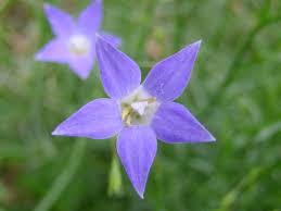 Image result for Wahlenbergia capitata