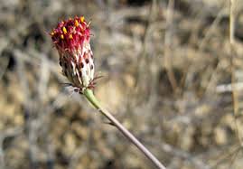 Image result for Adenopodia schlechteri
