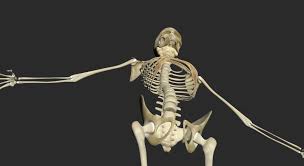 Female Skeleton By Dcbittorf You Can Buy This 3d Model For 249 On Https Www Cgtrader Com 3d Models Charac Female Skeleton 3d Model Character 3d Model