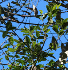 Image result for Capparis fascicularis