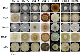 Image result for Phyllanthus graminicola