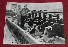 1985 Press Photo Brand Inspector Earl Menard Checks Cattle at Yakima Feed  Lot WA