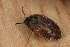 Nicht nur die möbel, sondern auch deine klamotten oder dein essen können von käfern vernichtet werden. Kleine Braune Kafer Im Zimmer Haus Was Tun