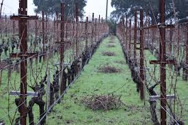 Image result for grapevine cuttings