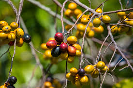 Image result for Monoon