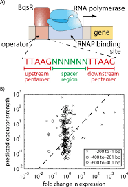 260 ~ 50 340 ~ 47 6000 ~ 800 6000 ~ 2100 6000 ~ 700 6000 ~ 1200 6000 ~ 350 800 ~ 200 900 ~ 12. Predicting The Impact Of Promoter Variability On Regulatory Outputs Scientific Reports