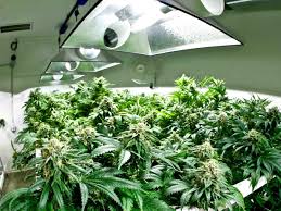 However, technological advancements in newer models have made these lights suitable for growing cannabis from seed or clone through harvest. How Far Should Your Grow Light Be To Marijuana Plants In Indoor Marijuana Grow Room