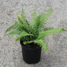 Image result for Polystichum sinense
