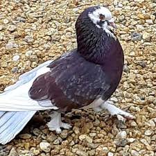 Pin On Pigeons A Doves