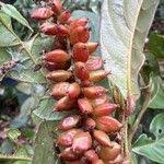 Image result for Antidesma membranaceum