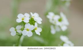 Image result for Arabis alpina