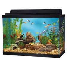 Chewy has a wide selection of ornaments from tv shows and movies as well as traditional ornaments like stone caves and lava rocks. Benefits Of Aquarium Fish Tanks On Our Health Aquarium Fish Tank 20 Gallon Aquarium Aquarium