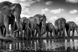 Black And White Elephant Pictures Watering Hole Animals Black And White Elephant Black And White South Africa Photography