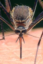 They can live and reproduce in your lawn, backyard, and woods, and cause serious internal diseases that can be very complicated and lengthy to treat. How To Eliminate Mosquitoes Naturally From Your Backyard And Patio