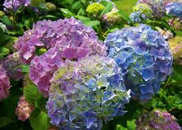 絶対に食べちゃダメ 紫陽花の 葉 には人体に害を及ぼす危険な毒がある I Live Freely