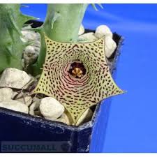 Image result for Huernia leachii