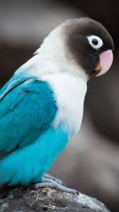 Animals Parrot Bird Color Wallpapers Hd 4k Background For Android Parrot Pet Pet Birds Colorful Parrots Tons of awesome nature 4k wallpapers to download for free.