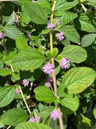 Image result for Lippia