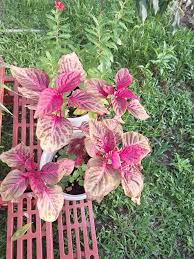 Image result for Iresine herbstii